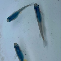めだか:ブラックオパールシャドー　まるこうメダカの画像