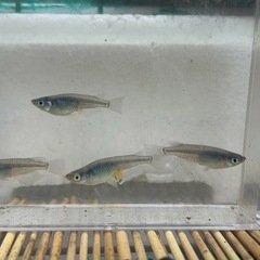 めだか:ブラックオパールシャドー　まるこうメダカの画像