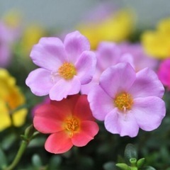【🌸無料体験学習】通塾した方がいいのか？どこに通わせよう？とお悩...