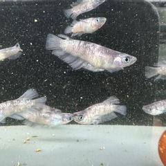 メダカ【ZEBRA】　成魚　①ペア(本家:筑紫メダカ様血統)の画像
