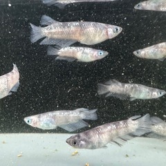 メダカ【ZEBRA】　成魚　①ペア(本家:筑紫メダカ様血統)の画像