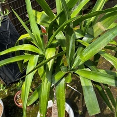 ユッカ①　植物　園芸　ガーデニング　の画像