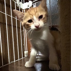 ちょっぴりシャイな茶シロくん - 里親募集