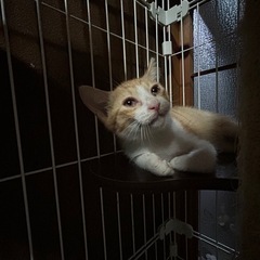 ちょっぴりシャイな茶シロくん − 三重県