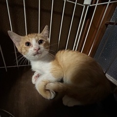 ちょっぴりシャイな茶シロくん