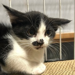 怖がりだけど甘えたいチビちゃん