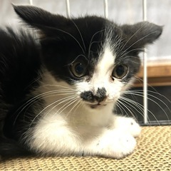 怖がりだけど甘えたいチビちゃん − 三重県