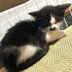 怖がりだけど甘えたいチビちゃん - 多気郡