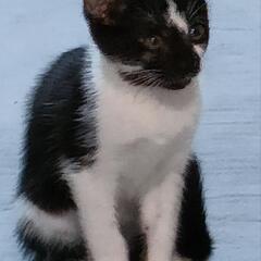 里親募集中 🐱