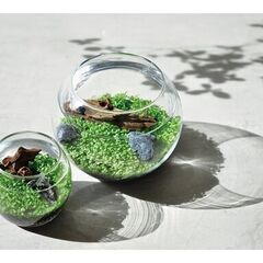 【竜章鳳姿】育てる水草L【即鑑賞可能】　お手軽　アクアリムの画像