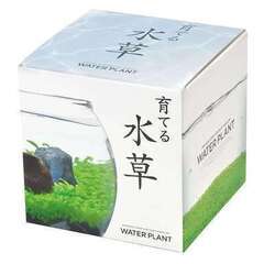【竜章鳳姿】育てる水草L【即鑑賞可能】　お手軽　アクアリムの画像
