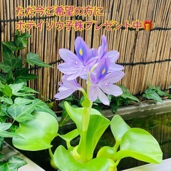 ミナミヌマエビ　稚エビ10匹＋α おまけ付きの画像