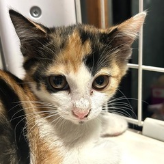 すごく美人さんです