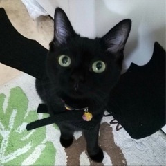 黒猫