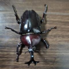 カブトムシ掴み取り、めだかすくいのイベント - 本巣郡