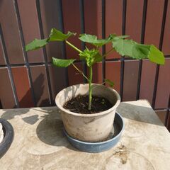 オクラ②　希望者多かったので追加投稿します。