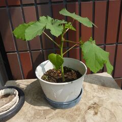 （新規受付中止）オクラ　③　希望者が多かったので追加投稿します。