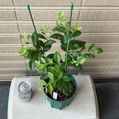 ブルーベリー挿し木苗 2年生（サザンハイブッシュ系）ガルフコーストNo2の画像