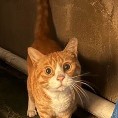 小頭町に恐らく飼われていて捨てられたゴロスリの茶白の男の子…