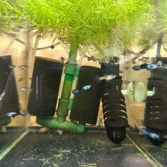 🐠国産グッピー モスコーパンダ 1ペア350円 5ペア以上で1ペア250円 熱帯魚 国産 グッピー No.2の画像