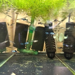 🐠国産グッピー モスコーパンダ 1ペア350円 5ペア以上で1ペア250円 熱帯魚 国産 グッピー No.2の画像