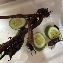 カブトムシ、クワガタの画像