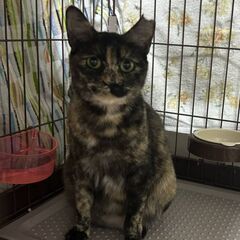 推定2～3歳位　寄り添って見守って下さる方募集です(^ー^…