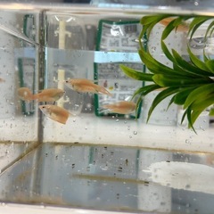 イエローパラダイスフィッシュ　若魚　1ペア の画像