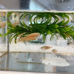 イエローパラダイスフィッシュ　若魚　1ペア 
