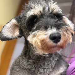 Youkoです。シーズーちゃん 価格の安い◾️シーズー♂【動画あり】つぶらな瞳にきゅん