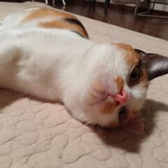2歳位　頑張って病気を克服しました、小顔で美人の三毛猫みこ…