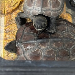 クサガメ2匹、飼っていただける方を探しています（大阪市内引き取り希望）