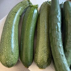 採れたて野菜 ズッキーニ、きゅうりの画像