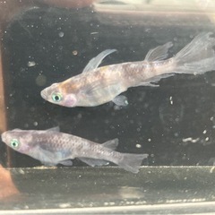 和墨×コブラ メダカの若魚10匹の画像