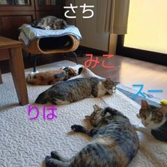 1歳過ぎ　１年以上ずっとのお家を待っています、とっても優しいスー...