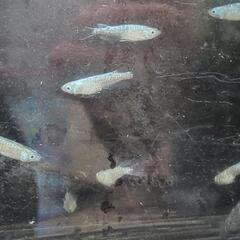 カガミ鱗メダカ1ペア