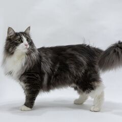 📷️ペット写真の無料モニター🐶