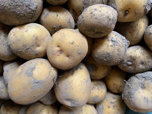 掘り立て順次発送‼️徳島産新じゃがいもSSサイズ20キロ 掘りたて】種子島産 新じゃがいも 2S・S・Mサイズ 20kg(箱別