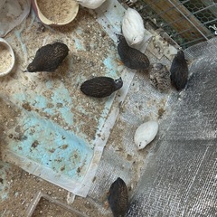 うずら　里親募集　9匹引き取っていただける方