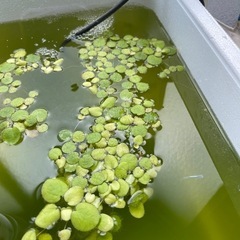 浮草アマゾンフロンクピット
の画像