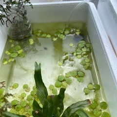 浮草アマゾンフロンクピット
の画像