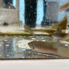 チョウセンブナ　1ペア　取り引き中の画像