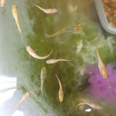 楊貴妃メダカ 10匹の画像