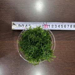 水槽　水草　モス　の画像