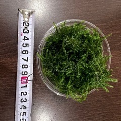 水槽　水草　モス　の画像