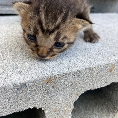 生後1ヶ月ぐらいです。