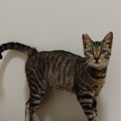 キジトラ　リントくん　男の子　10カ月