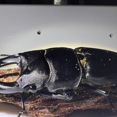 オオクワガタトリオ１
の画像