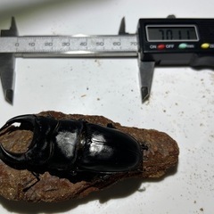 オオクワガタトリオ１
の画像