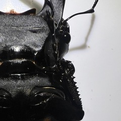 オオクワガタトリオ１
の画像